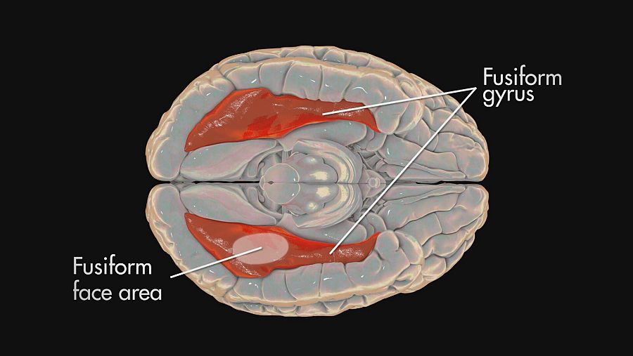 La región del cerebro llamada giro fusiforme facial se activa cuando vemos una cara