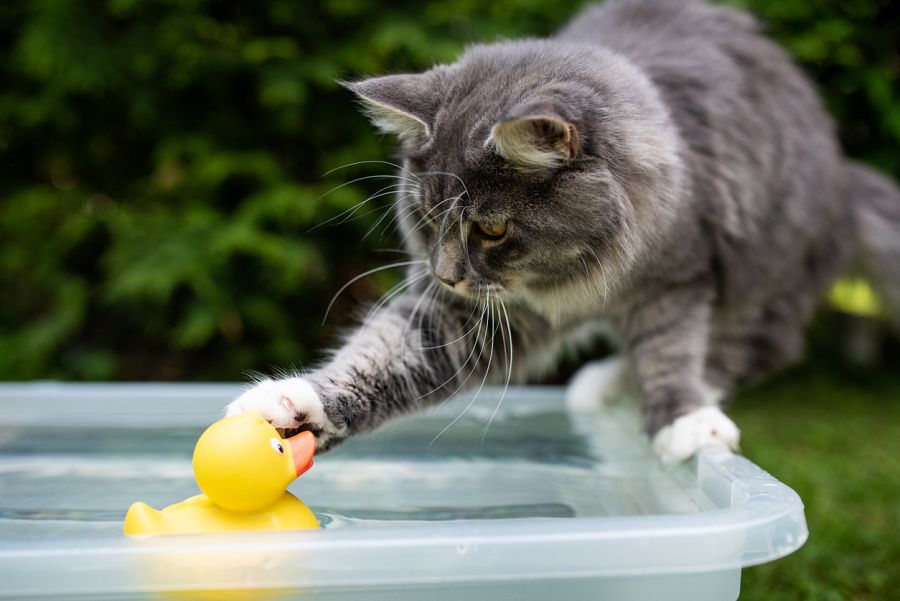 Gato jugando sin caerse al agua