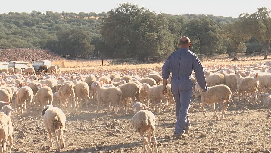 Tirso Ramos con su ganado en Miguelturra