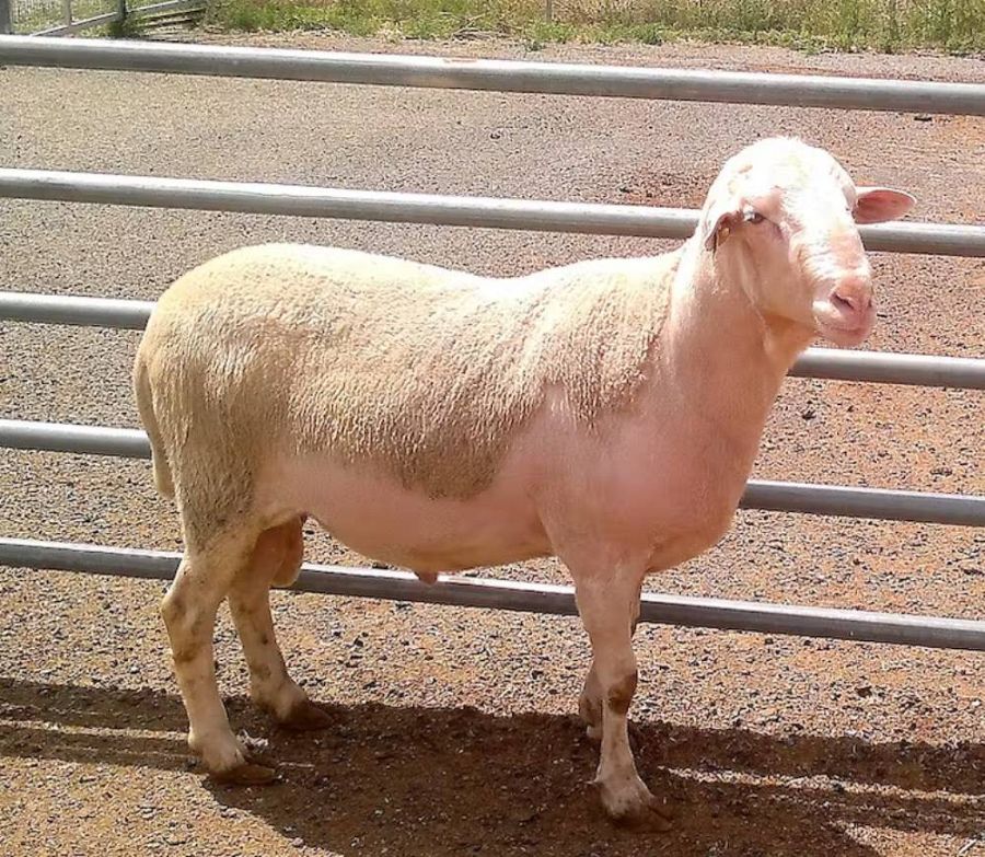 Semental de cordero de raza rasa Aragonesa. MAPA