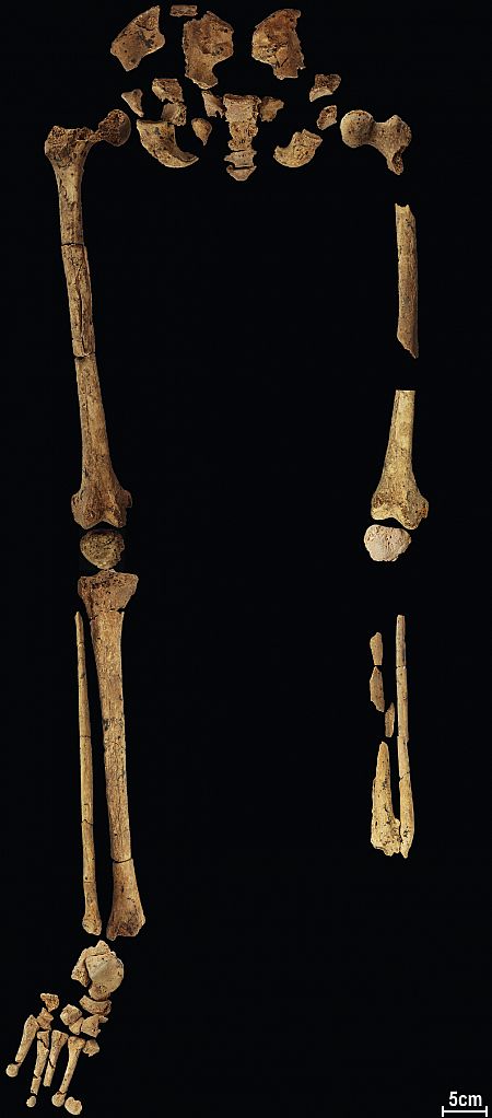 El esqueleto de 31.000 años de antigüedad descubierto en una cueva de Liang Tebo, en Borneo, Indonesia