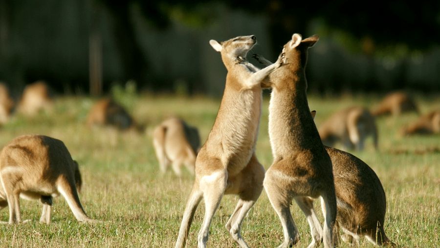 Els cangurs tenen les potes posteriors grans, els peus grossos, la cua llarga i el cap petit
