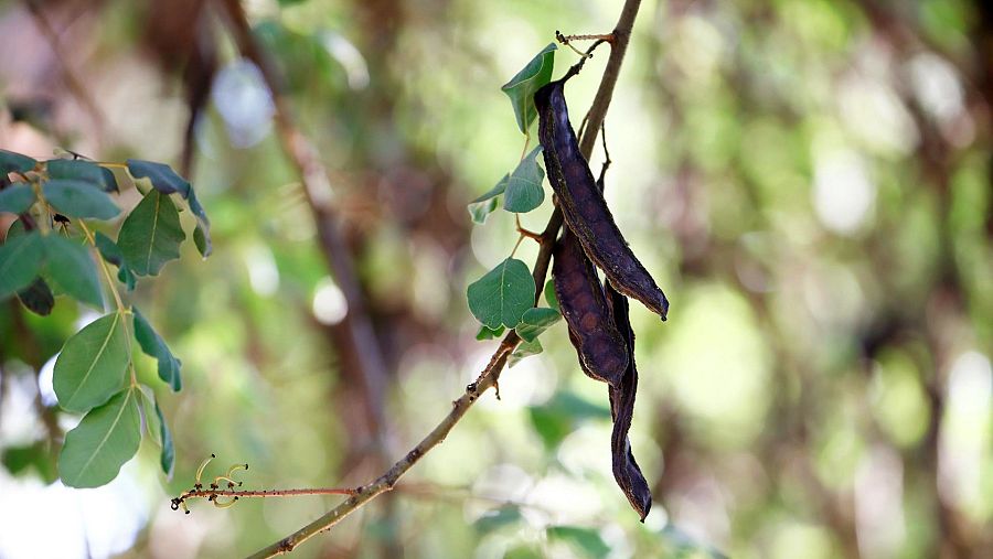 Algarroba en árbol