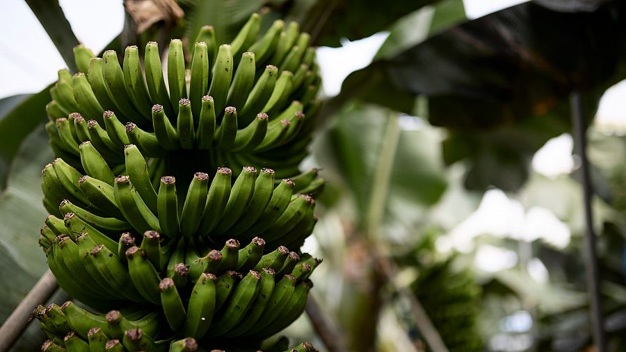 El cultivo de plátano es la principal actividad económica de La Palma.