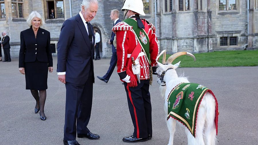Carlos III y Camila coinciden con la cabra de los Galeses Reales
