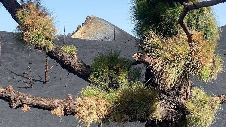 Imagen de un pino canario brotando en una zona cercana al volcán de La Palma.