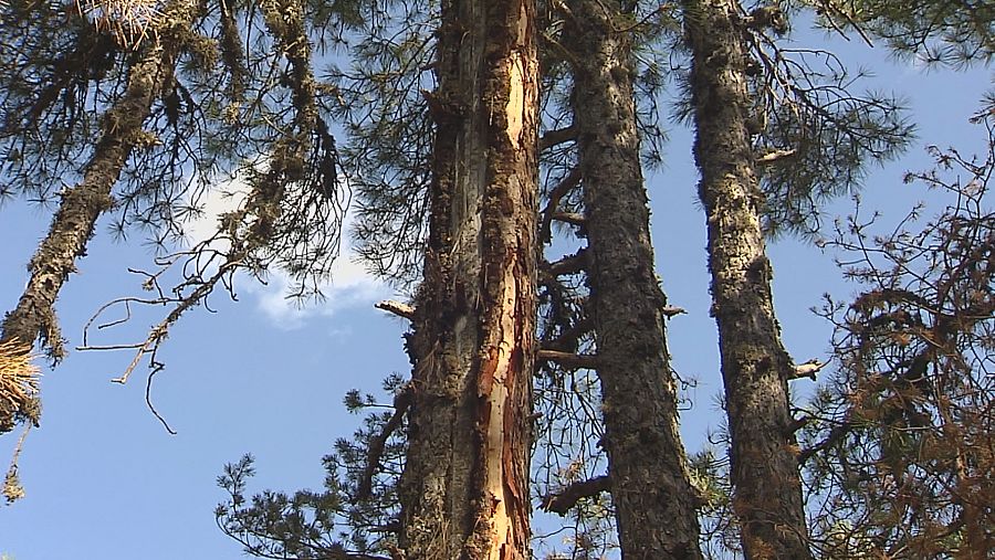 Árbol afectado por un rayo