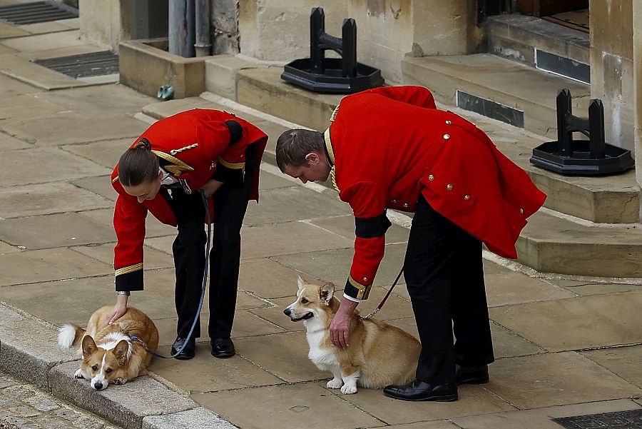 Los corgis de la difunta reina Isabel II esperan el cortejo fúnebre en el castillo de Windsor