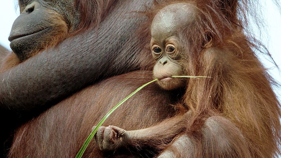 Un cria d'orangutà de Borneo amb la seva mare