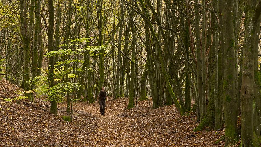 Un home passejant enmig del bosc d'Spessart a Alemanya