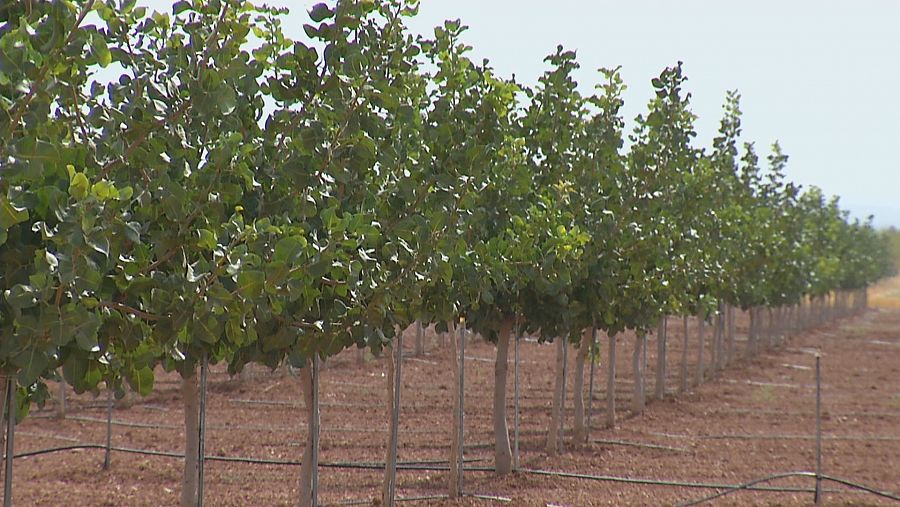 Plantación de pistachos en Castilla-La Mancha