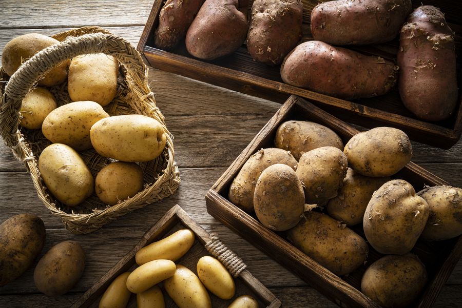 Variedad de patatas