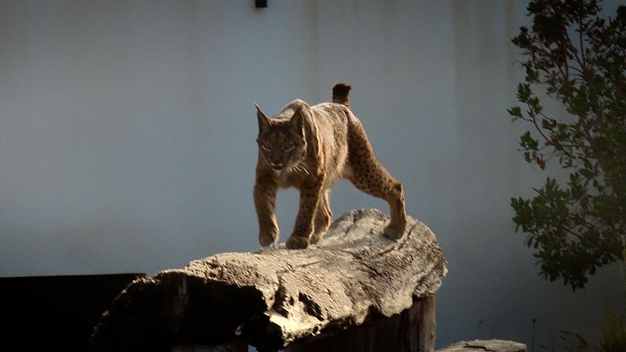El lince ibérico