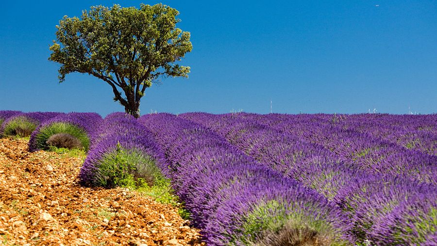 Una planta especial que ha convertido el municipio castellano de Brihuega en la Provenza española