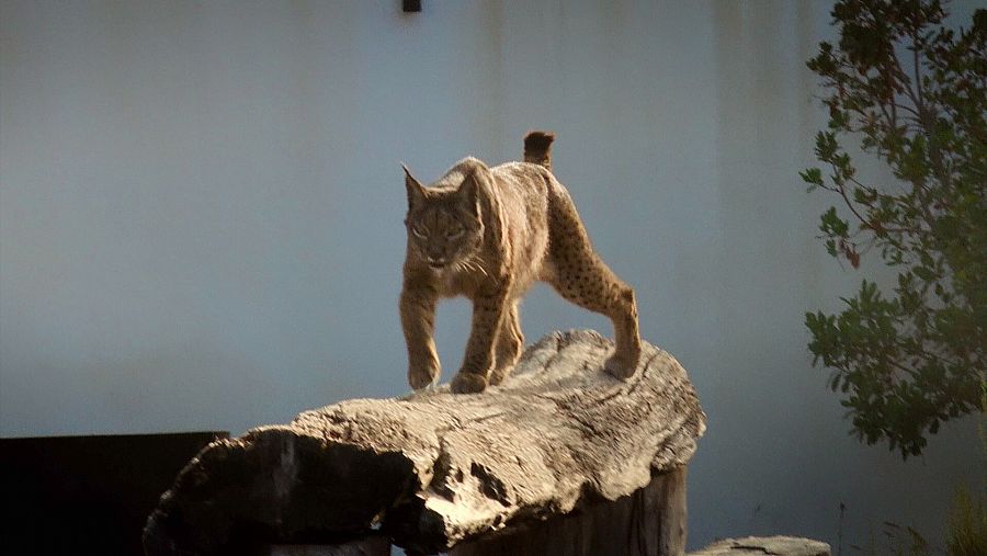 Lince ibérico en el parque de Doñaña