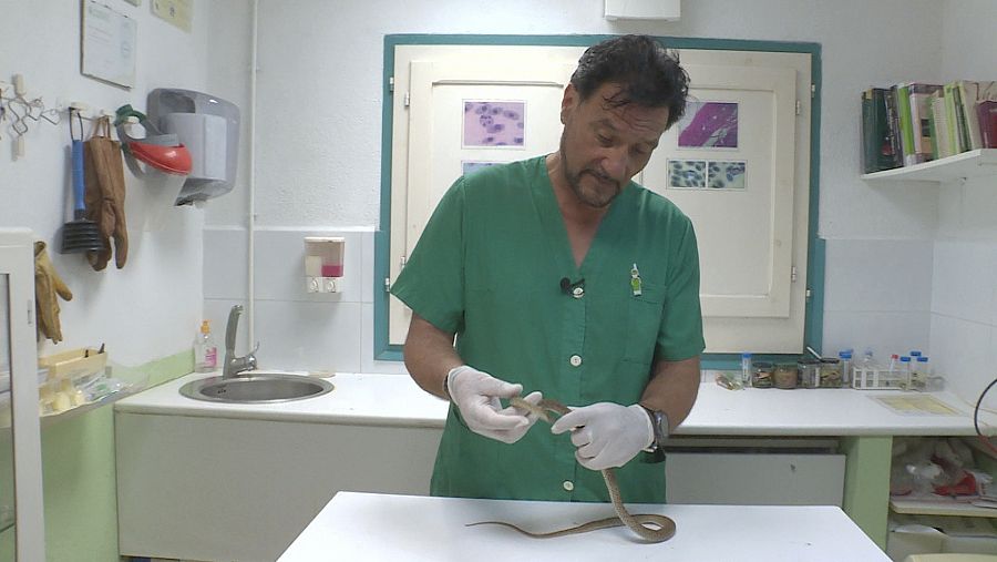 Albert Martínez, Director científico del CRARC, nos muestra una culebra herida