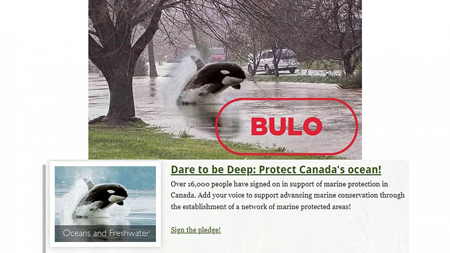 Arriba, el montaje difundido en redes. Abajo, la fotografía original de la orca en la página de la organización CPAWS. con el sello bulo en la imagen de arriba.