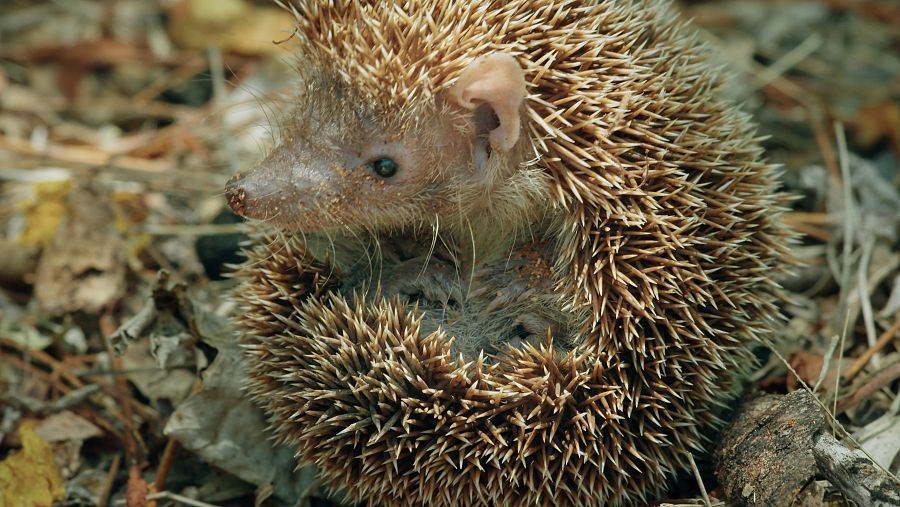 Els tenrecs són els eriçons més petits de Madagascar