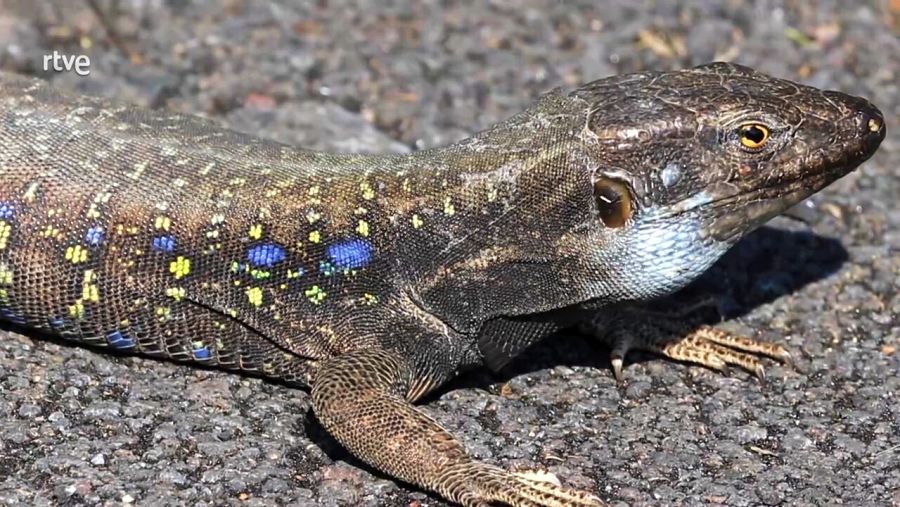 Por qué el color azul es tan raro en la naturaleza?