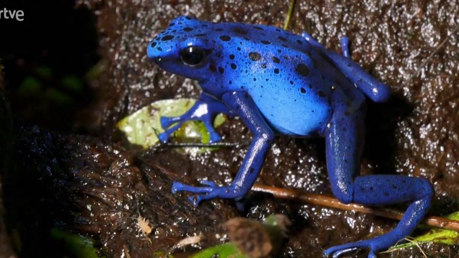 Colores de la naturaleza
