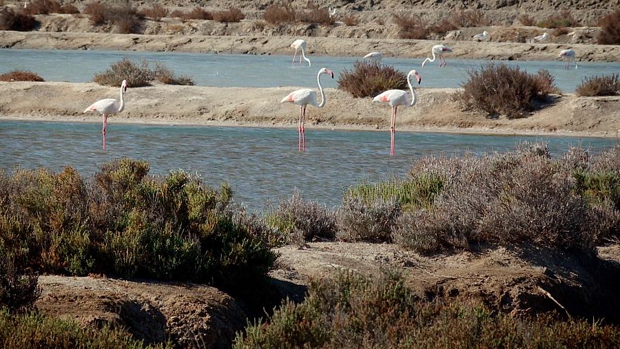 Salinas de Cádiz