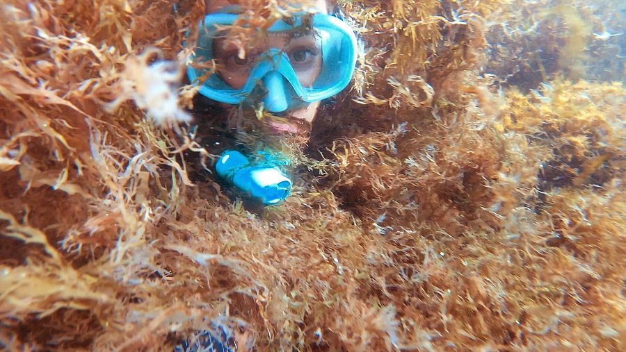 Rugulopteryx Okamurae, un alga invasora