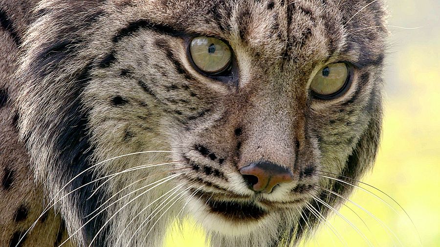 El linx ibèric és endèmic de la península Ibèrica