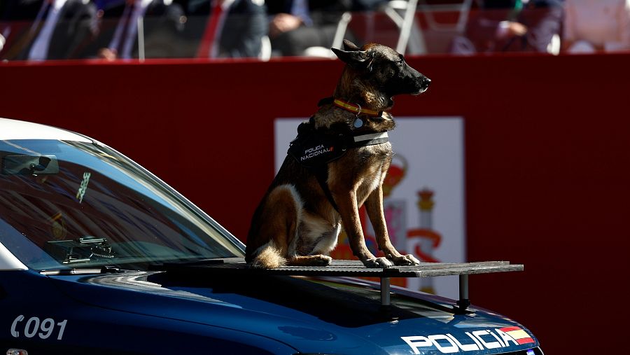 Un perro de la Policía Nacional participa en el desfile del Día de la Fiesta Nacional.