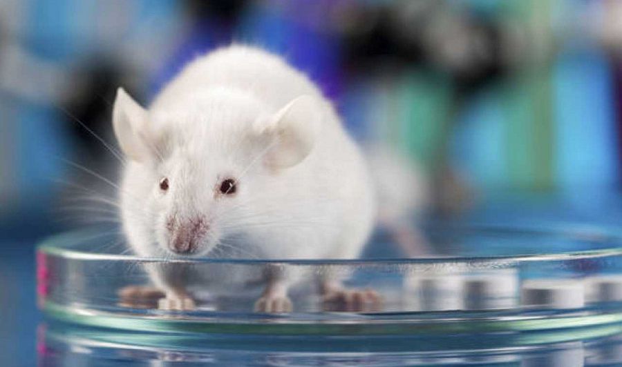 Imagen recurso de un ratón de laboratorio