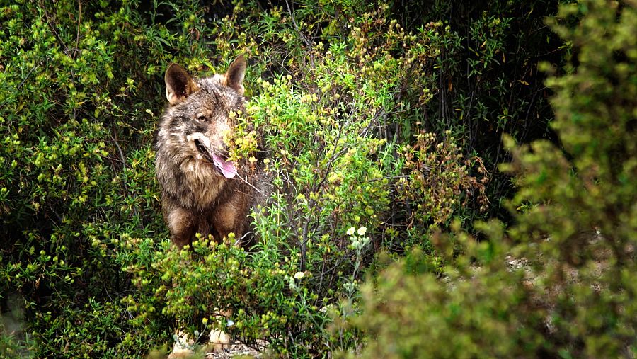 El lobo ibérico: un atleta superdotado
