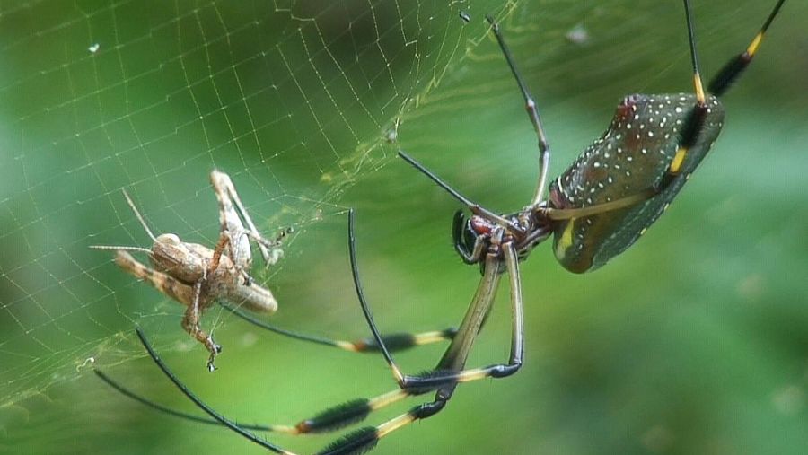 La telaraña vertical intercepta a las presas voladoras