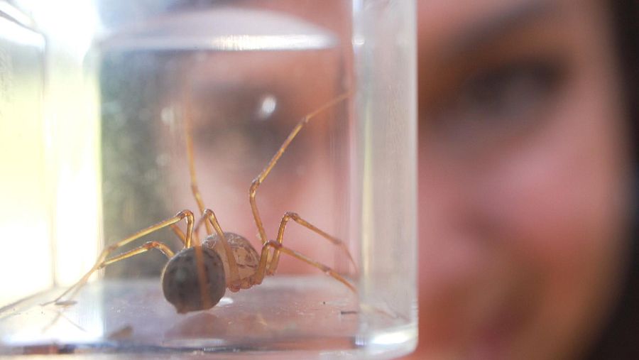 Evelyn Segura cuidando de la araña en un frasco