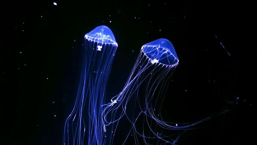 Mas de la mitad de especies de medusas producen bioluminiscencia