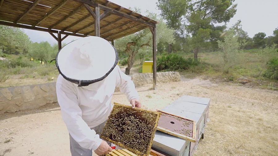 L'apicultor Rafel Múria preparant la mel a la Recepta Perduda