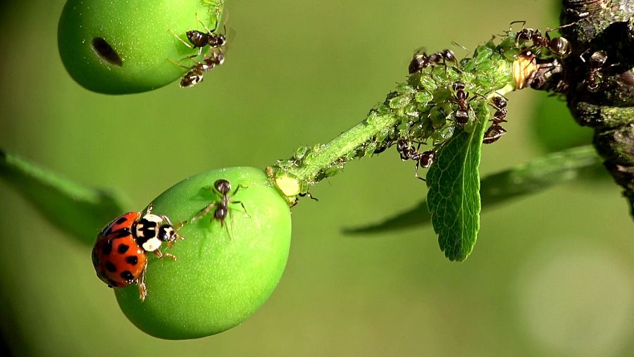 Algunas especies de hormigas pastorean pulgones para alimentarse de ellos