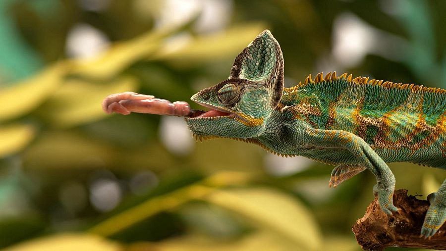 LA lengua del camaleon se extiende a mayor distancia q su propio cuerpo