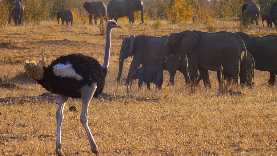 El avestruz come piedras que le ayudan en la digestion