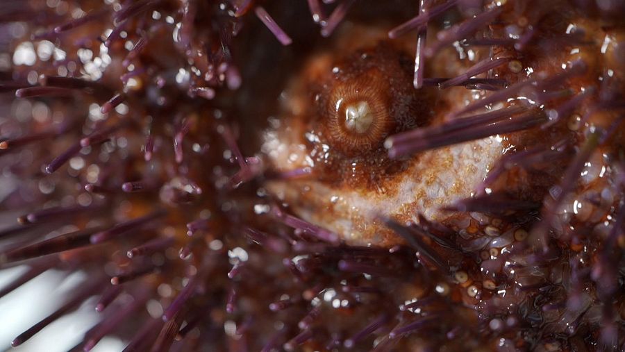 El erizo se alimenta a través de la linterna de Aristóteles
