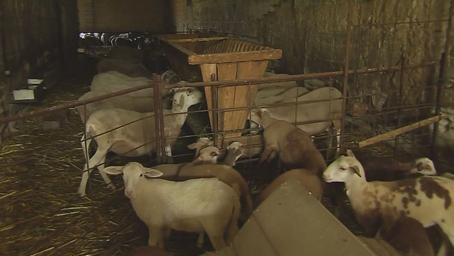 Ovejas confinadas por la viruela ovina en Granada