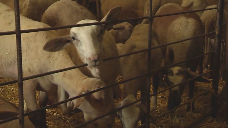 Ovejas confinadas por la viruela ovina en Granada