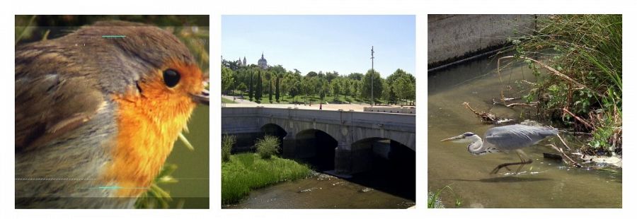 Los animales han vuelto a vivir en las orillas del río Manzanares en su tramo urbano