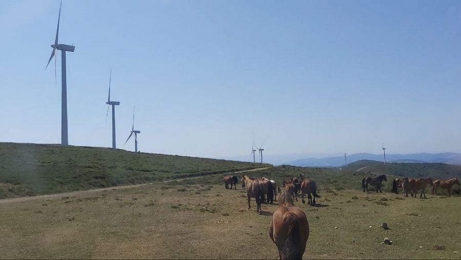 Caballos conviven en las cumbres con los eólicos