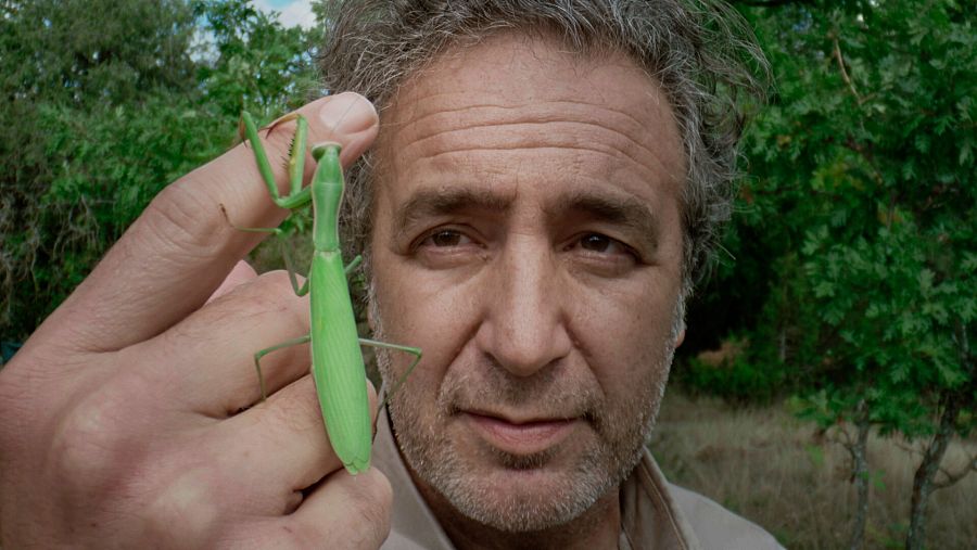 Mantis religiosa (Mantis religiosa)