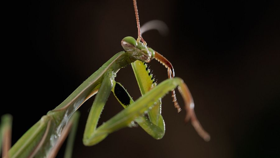 Mantis religiosa (Mantis religiosa)