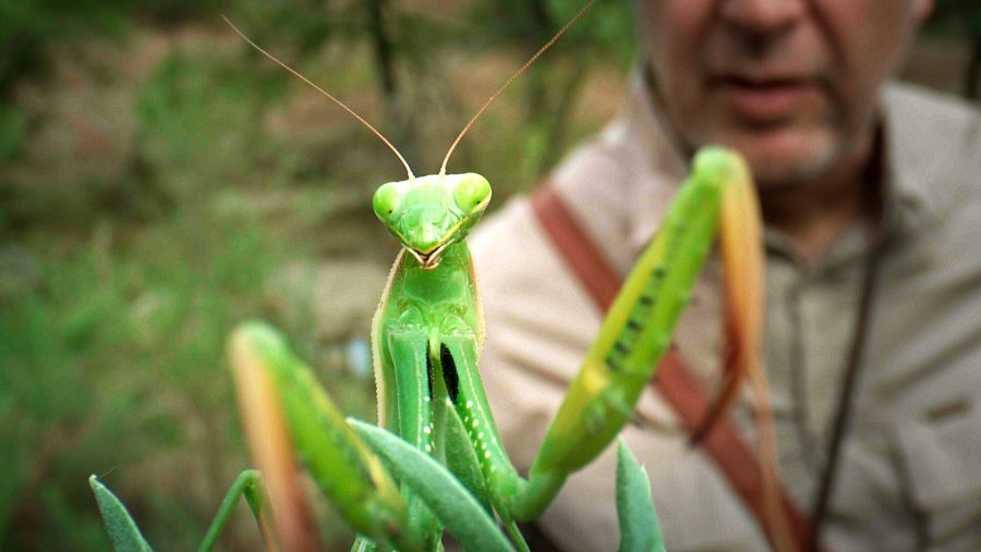 Mantis religiosa