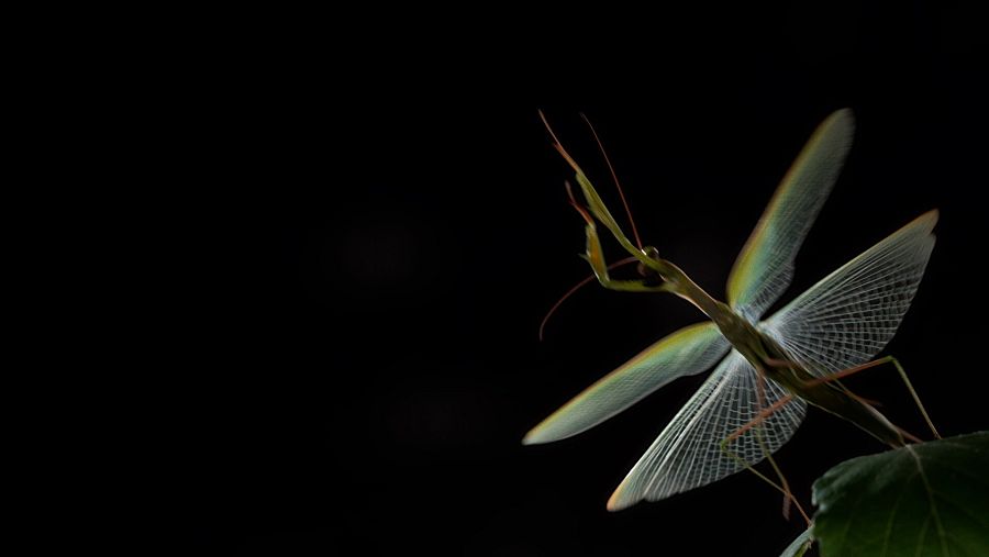 Mantis religiosa (Mantis religiosa)