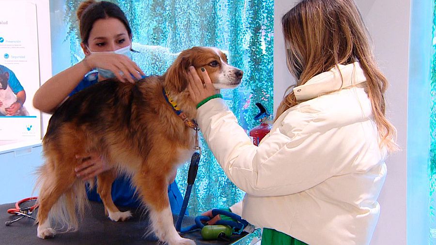 Los hogares españoles ya cuentan con más animales de compañía que niños