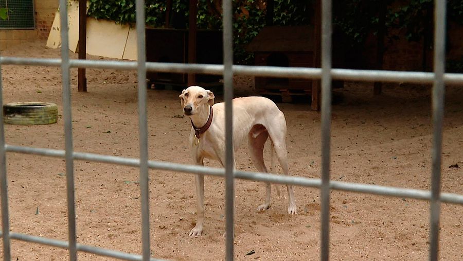 España prepara una ley de bienestar animal a nivel nacional