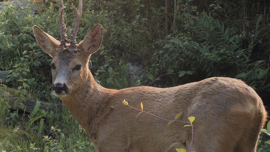 El corzo restriega sus cuernas contra los arboles