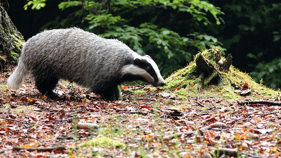 Las huellas de un tejón que deja en su desplazamiento
